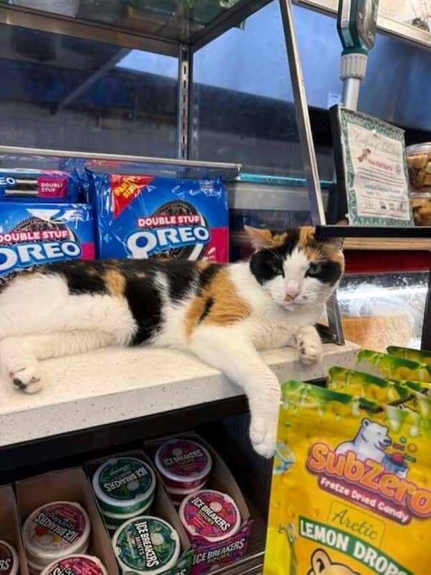 shop cats 10 Shop Cats Running the Whole Show (30 photos)