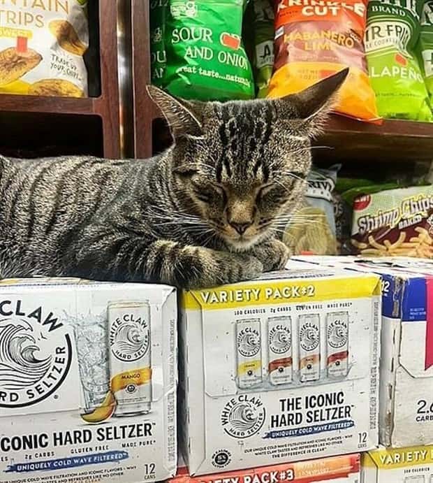 shop cats 11 Shop Cats Running the Whole Show (30 photos)