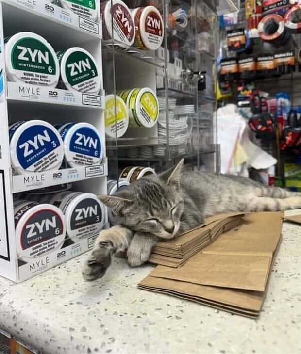 shop cats 12 Shop Cats Running the Whole Show (30 photos)