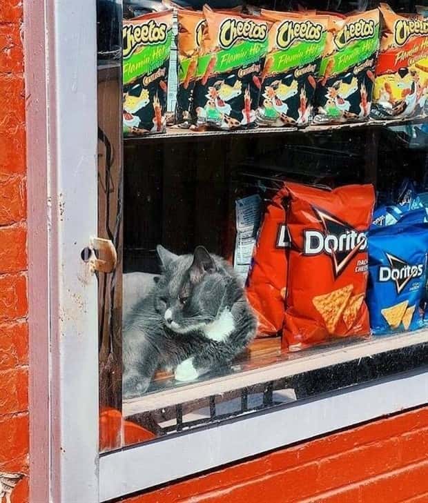 shop cats 14 Shop Cats Running the Whole Show (30 photos)