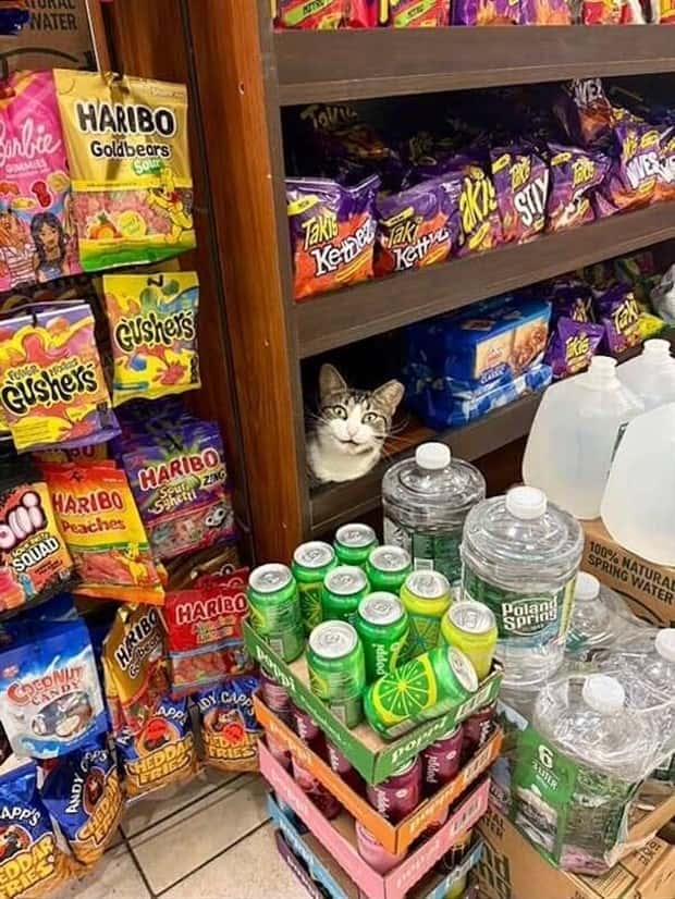 shop cats 16 Shop Cats Running the Whole Show (30 photos)