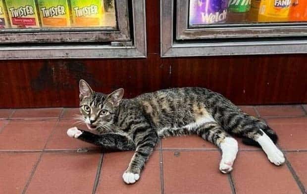 shop cats 17 Shop Cats Running the Whole Show (30 photos)