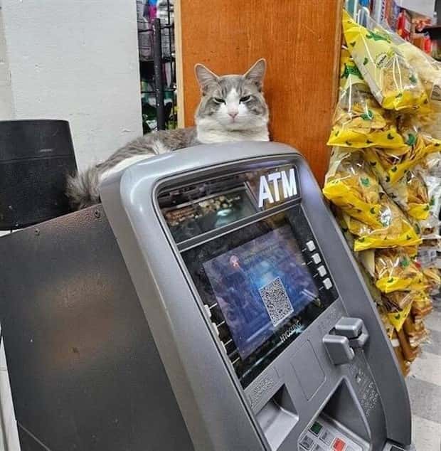 shop cats 18 Shop Cats Running the Whole Show (30 photos)