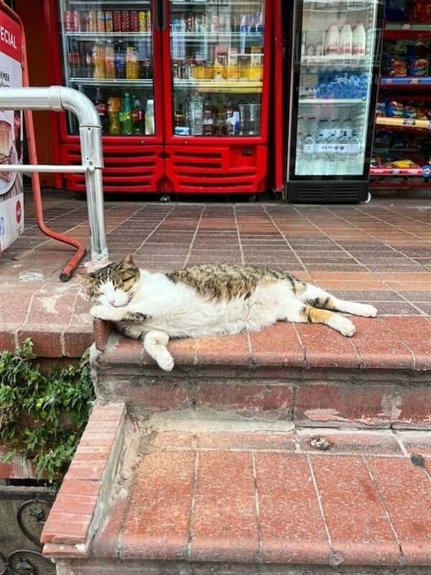 shop cats 19 Shop Cats Running the Whole Show (30 photos)