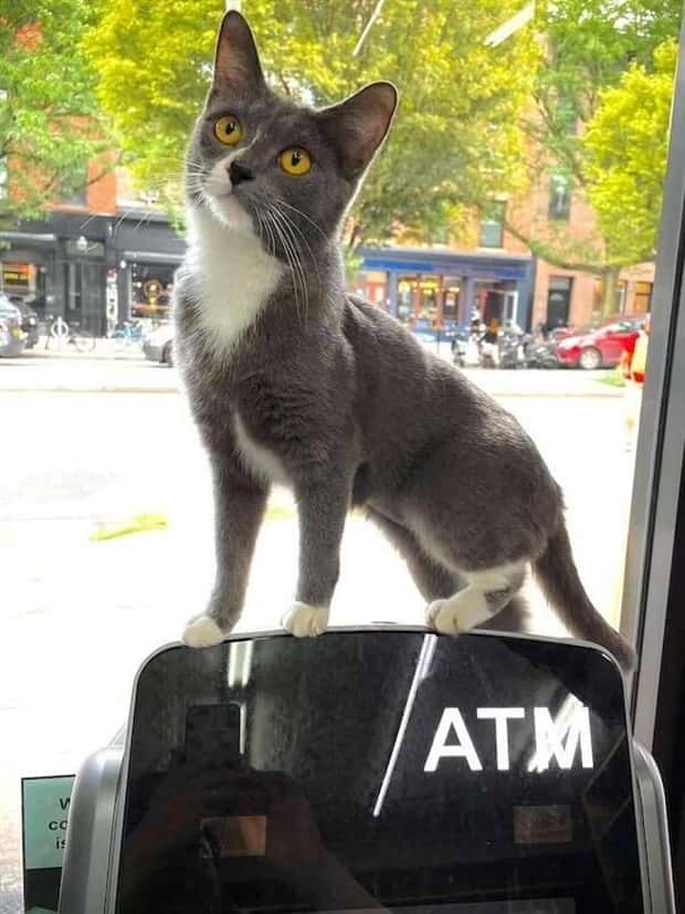 shop cats 2 Shop Cats Running the Whole Show (30 photos)