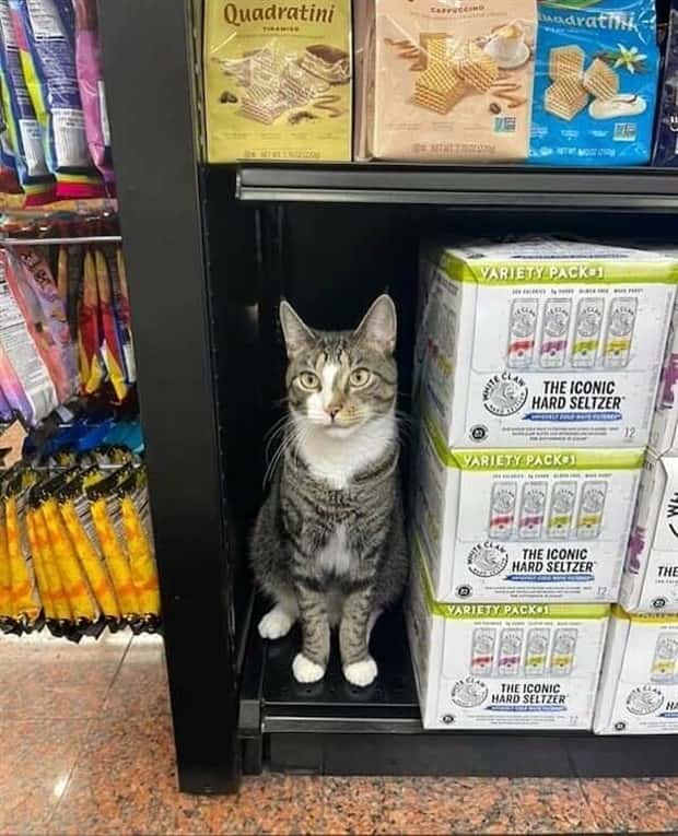 shop cats 20 Shop Cats Running the Whole Show (30 photos)