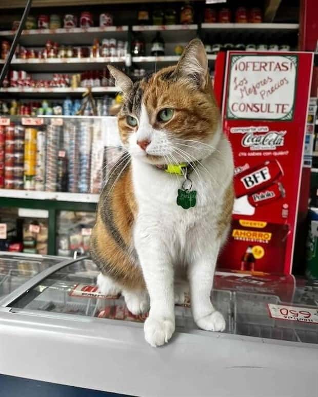 shop cats 21 Shop Cats Running the Whole Show (30 photos)