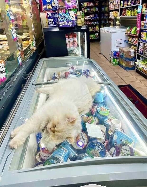 shop cats 22 Shop Cats Running the Whole Show (30 photos)