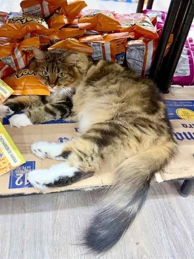 shop cats 23 Shop Cats Running the Whole Show (30 photos)