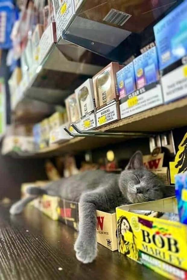 shop cats 24 Shop Cats Running the Whole Show (30 photos)