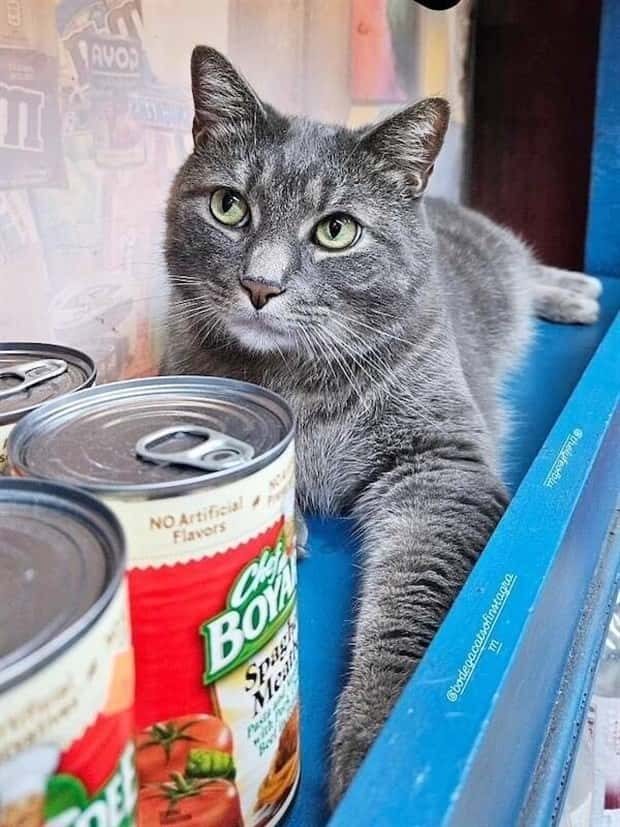 shop cats 25 Shop Cats Running the Whole Show (30 photos)