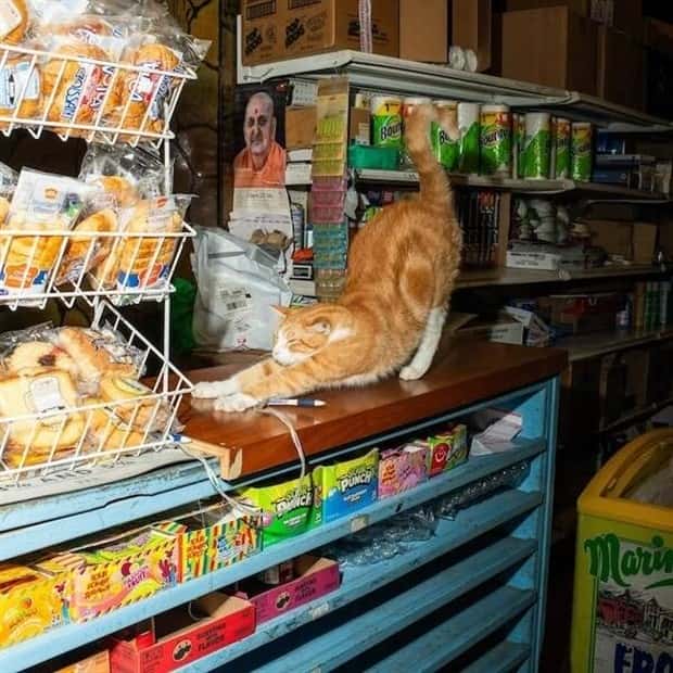 shop cats 27 Shop Cats Running the Whole Show (30 photos)