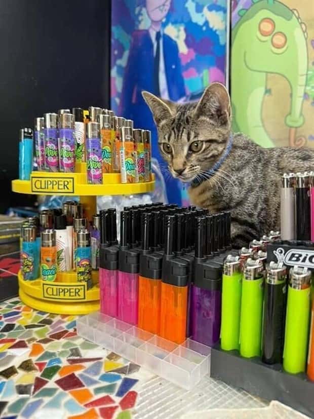 shop cats 29 Shop Cats Running the Whole Show (30 photos)