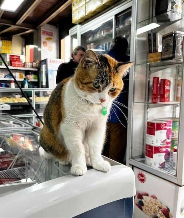 shop cats 3 Shop Cats Running the Whole Show (30 photos)