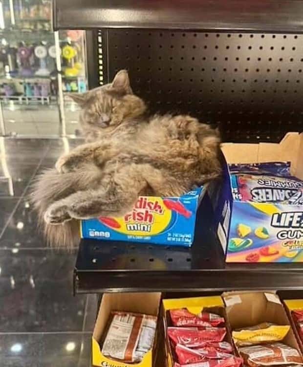 shop cats 30 Shop Cats Running the Whole Show (30 photos)