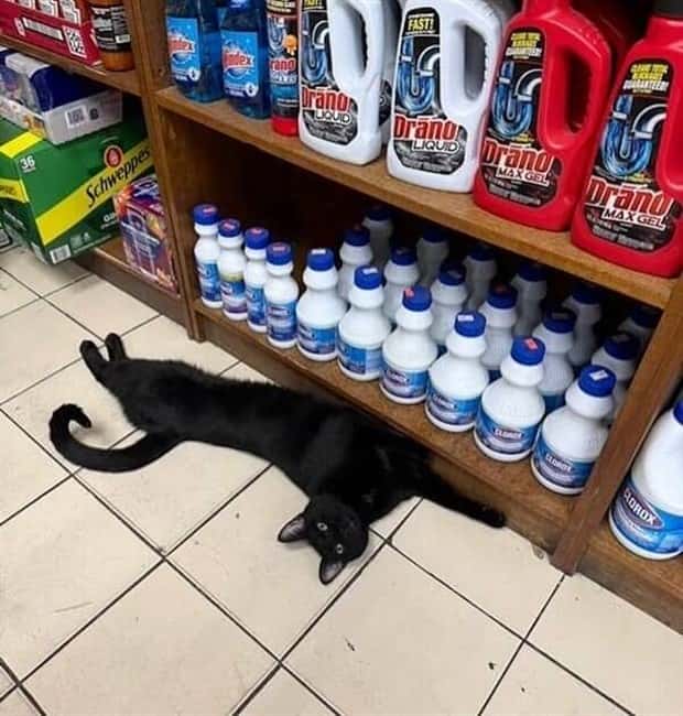 shop cats 4 Shop Cats Running the Whole Show (30 photos)