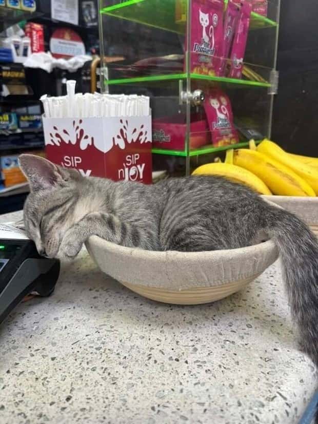 shop cats 6 Shop Cats Running the Whole Show (30 photos)