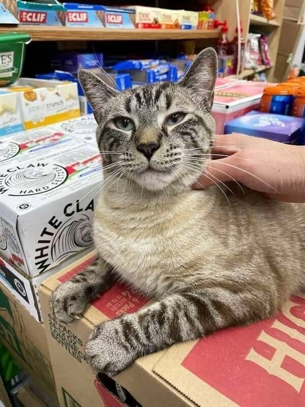 shop cats 9 Shop Cats Running the Whole Show (30 photos)