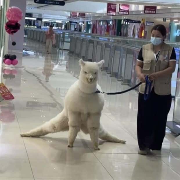 Get Ready for Funny Animals #404 (21 photos)