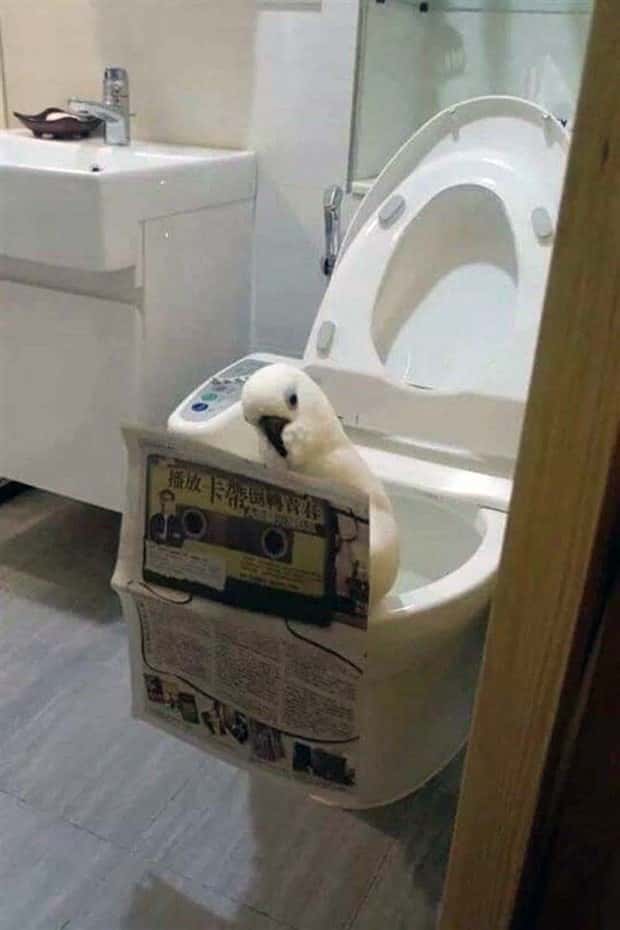 Get Ready for Funny Animals #404 (21 photos)
