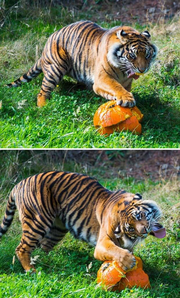 Get Ready for Funny Animals #404 (21 photos)