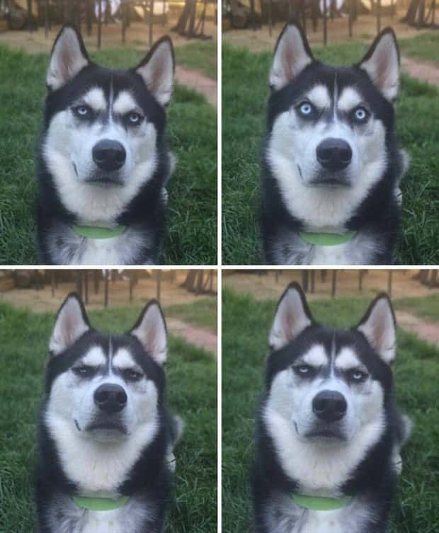 Get Ready for Funny Animals #404 (21 photos)