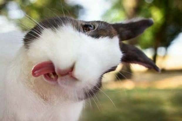 Get Ready for Funny Animals #404 (21 photos)