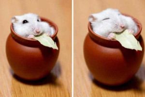 Get Ready for Funny Animals #404 (21 photos)