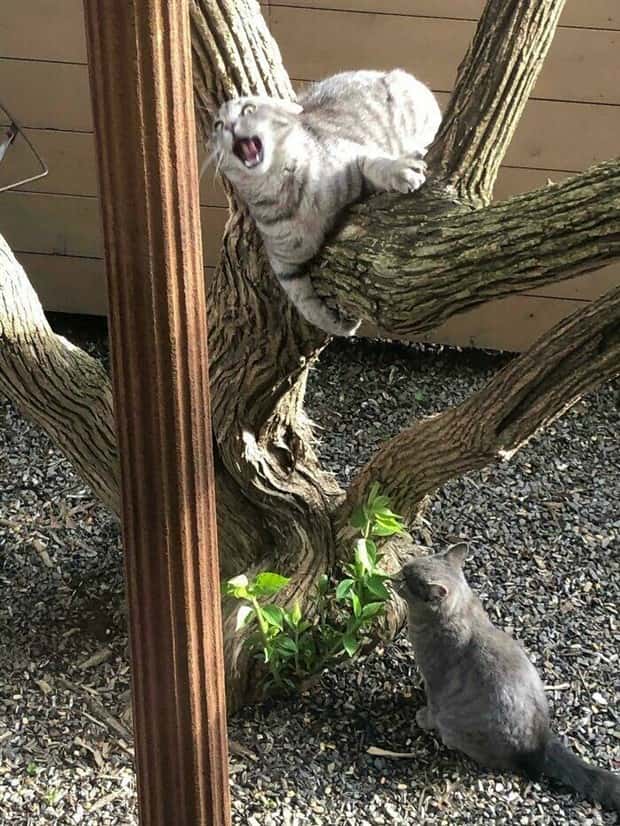 Get Ready for Funny Animals #404 (21 photos)