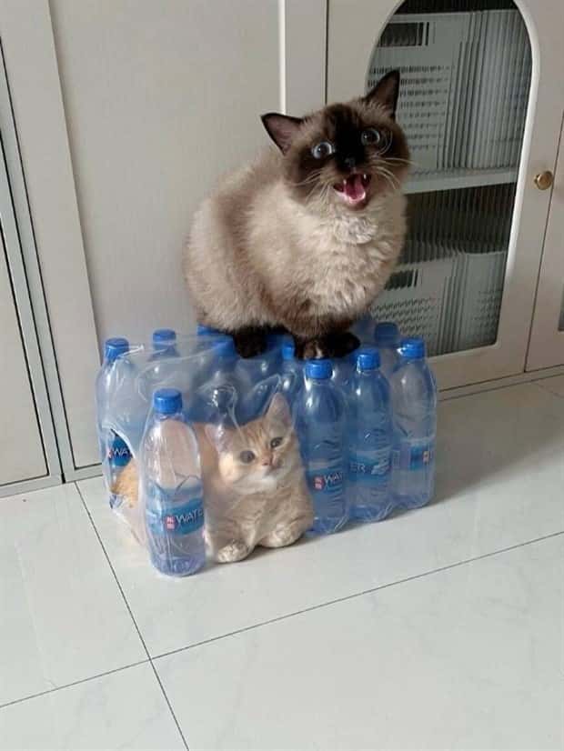 Get Ready for Funny Animals #404 (21 photos)