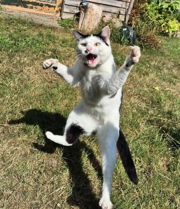 Get Ready for Funny Animals #403 (26 photos)