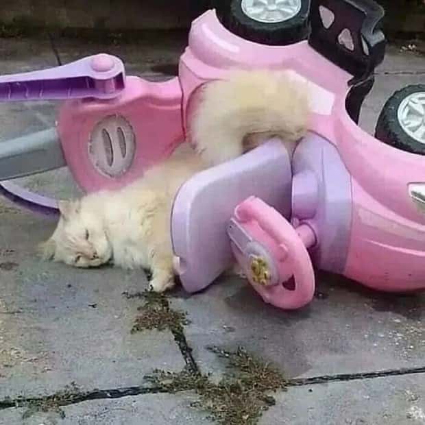 Get Ready for Funny Animals #403 (26 photos)