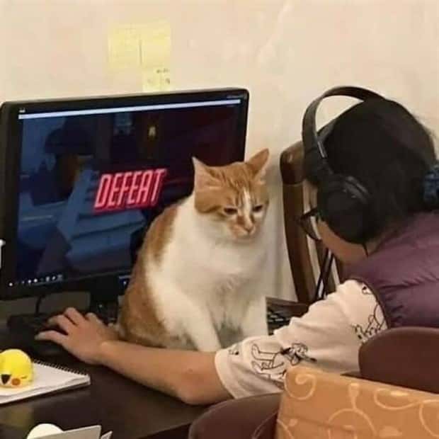 Get Ready for Funny Animals #404 (21 photos)
