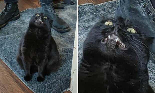 Get Ready for Funny Animals #403 (26 photos)