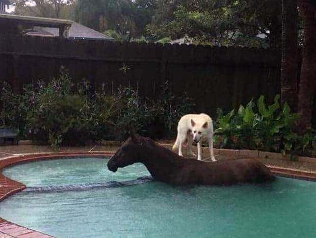 Get Ready for Funny Animals #403 (26 photos)