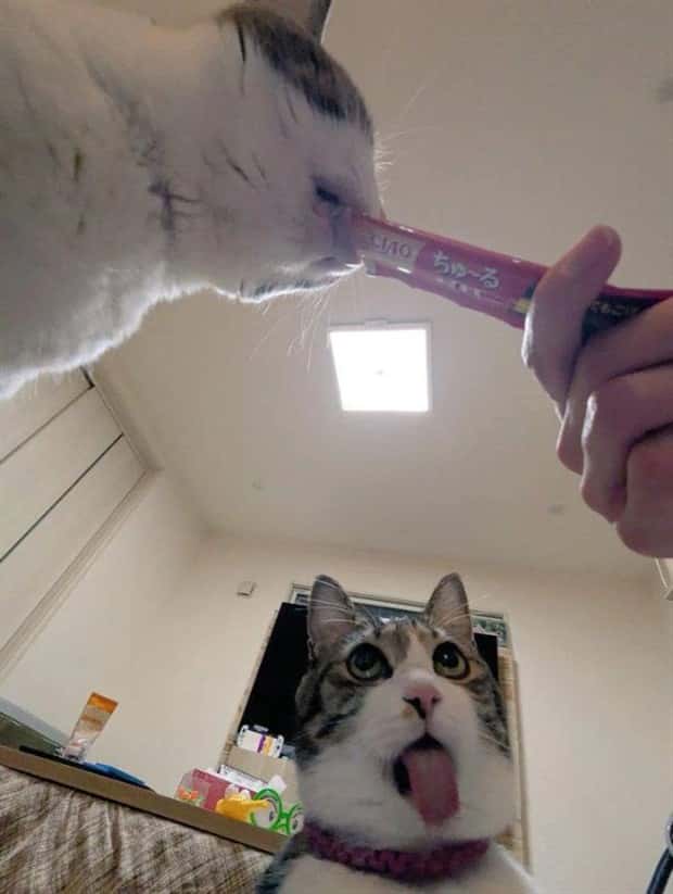 Get Ready for Funny Animals #404 (21 photos)