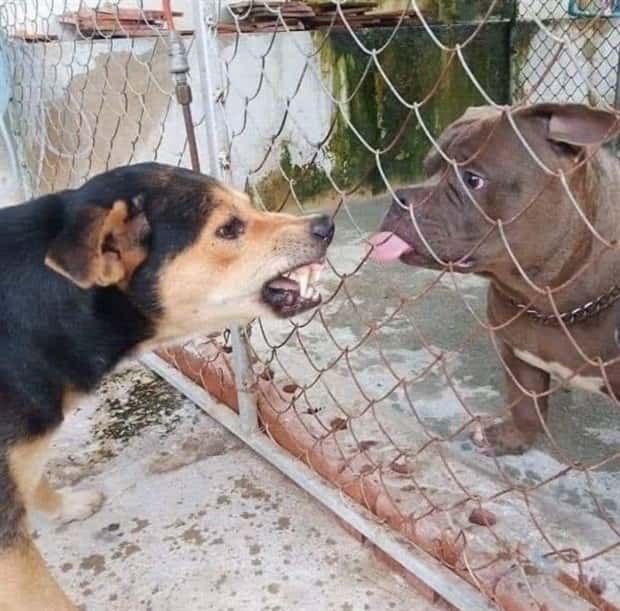 Get Ready for Funny Animals #404 (21 photos)