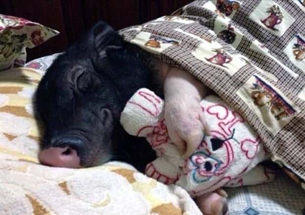 Get Ready for Funny Animals #403 (26 photos)