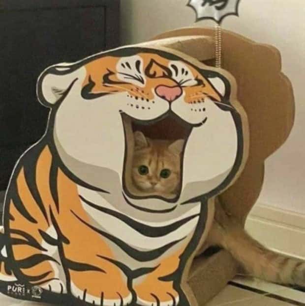 Get Ready for Funny Animals #404 (21 photos)