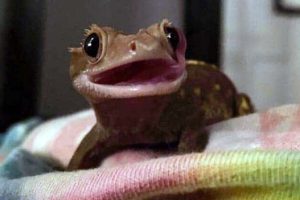 Get Ready for Funny Animals #403 (26 photos)