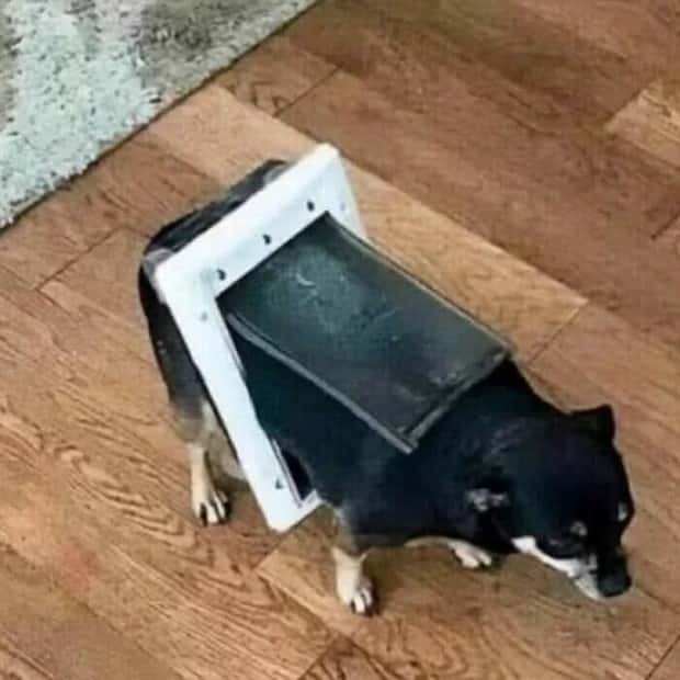 Get Ready for Funny Animals #403 (26 photos)