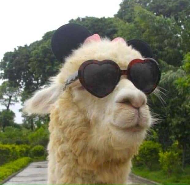 Get Ready for Funny Animals #404 (21 photos)