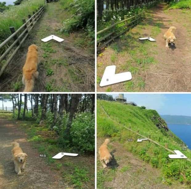 Animals Photobombing Like Total Pros (23 photos)