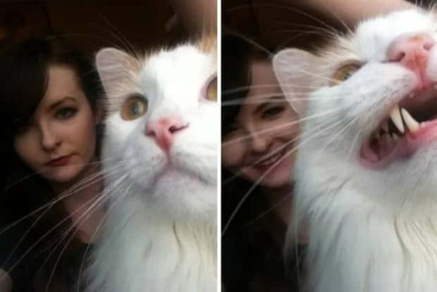 Animals Photobombing Like Total Pros (23 photos)
