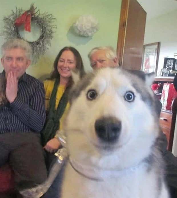 Animals Photobombing Like Total Pros (23 photos)