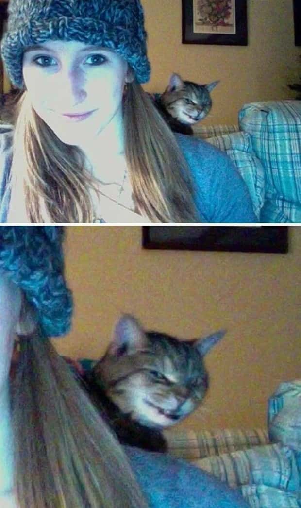 Animals Photobombing Like Total Pros (23 photos)