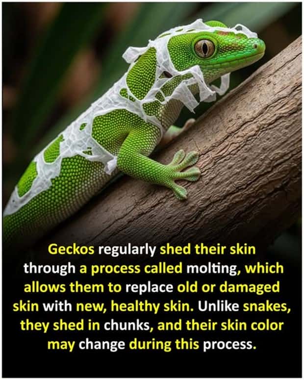 Cool and Interesting Facts #447 (25 photos)