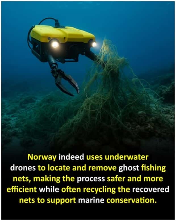 Cool and Interesting Facts #447 (25 photos)