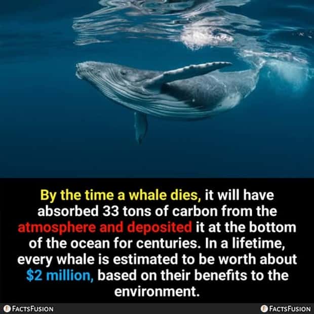 Cool and Interesting Facts #449 (23 photos)