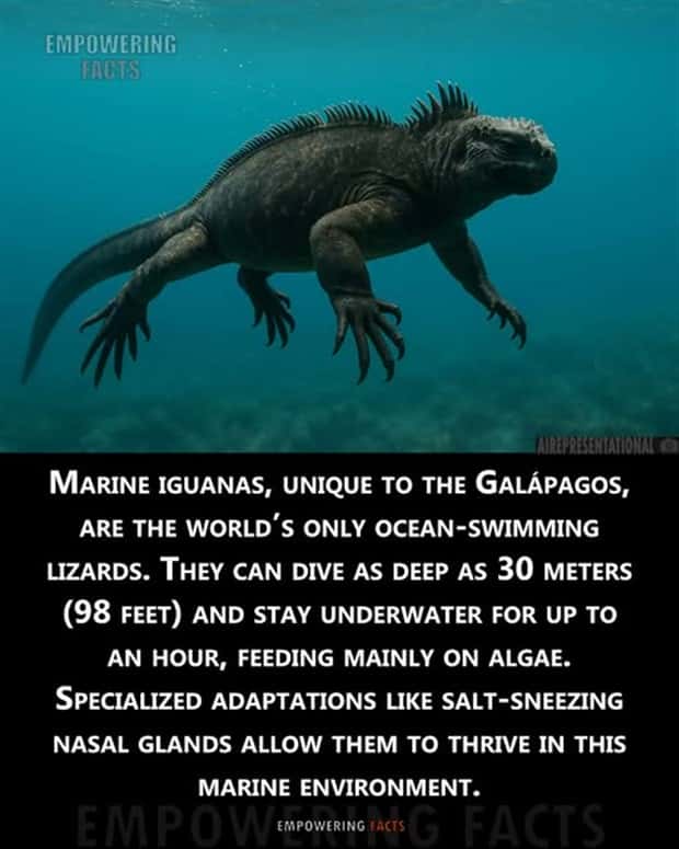 Cool and Interesting Facts #449 (23 photos)